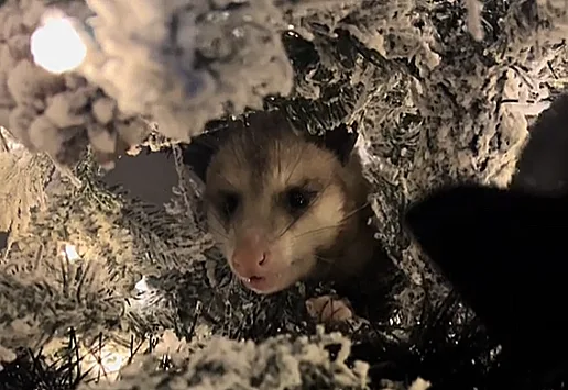 Tiktok Brettbratt359