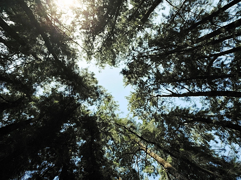 מעגל הקזוארינות ביער אילנות