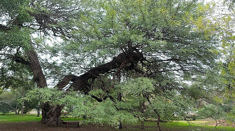 חוות הנוי ברופין