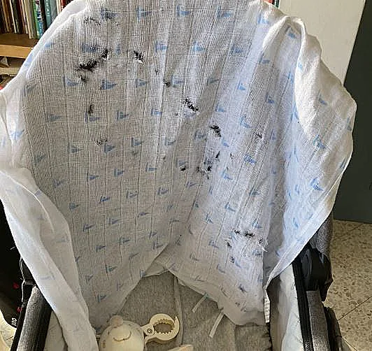 חורי הקליעים בעגלת התינוק