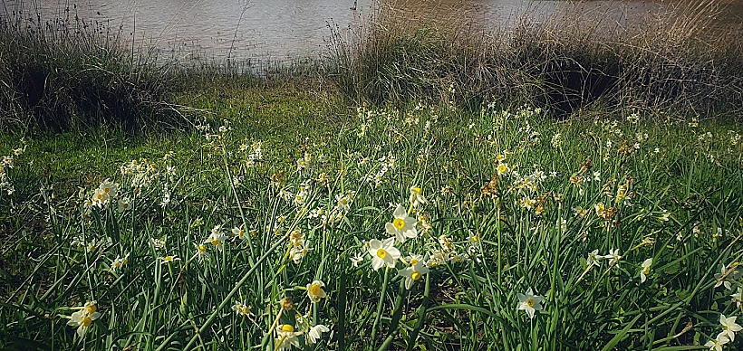 נרקיסים בחוות שלם