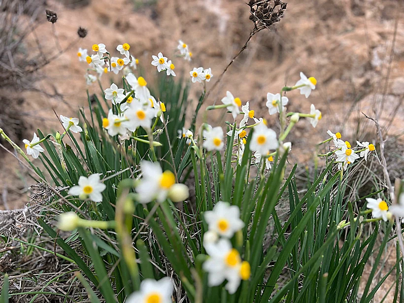 נרקיסים בנחל חצץ