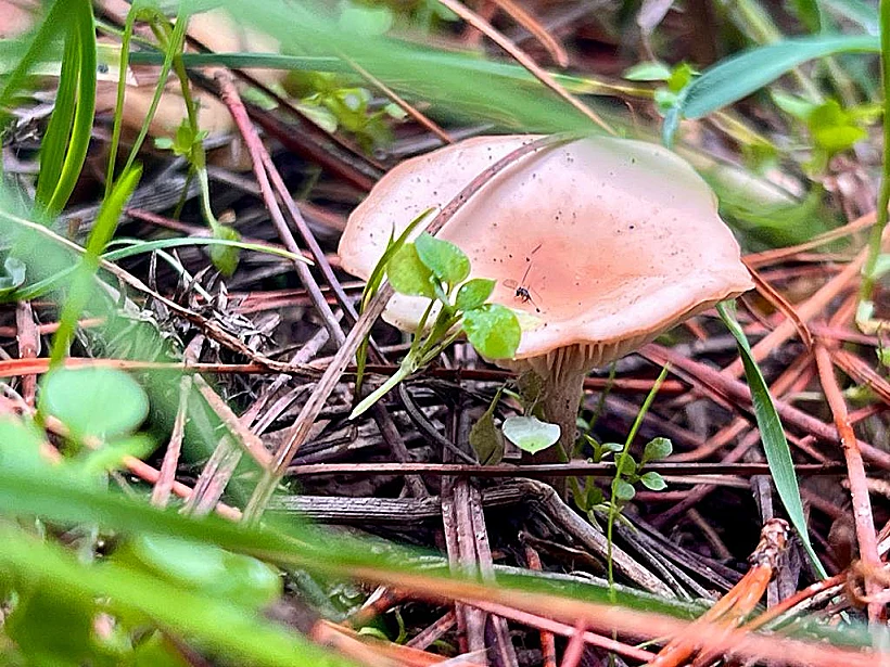 סיור ליקוט פטריות ברמת הגולן