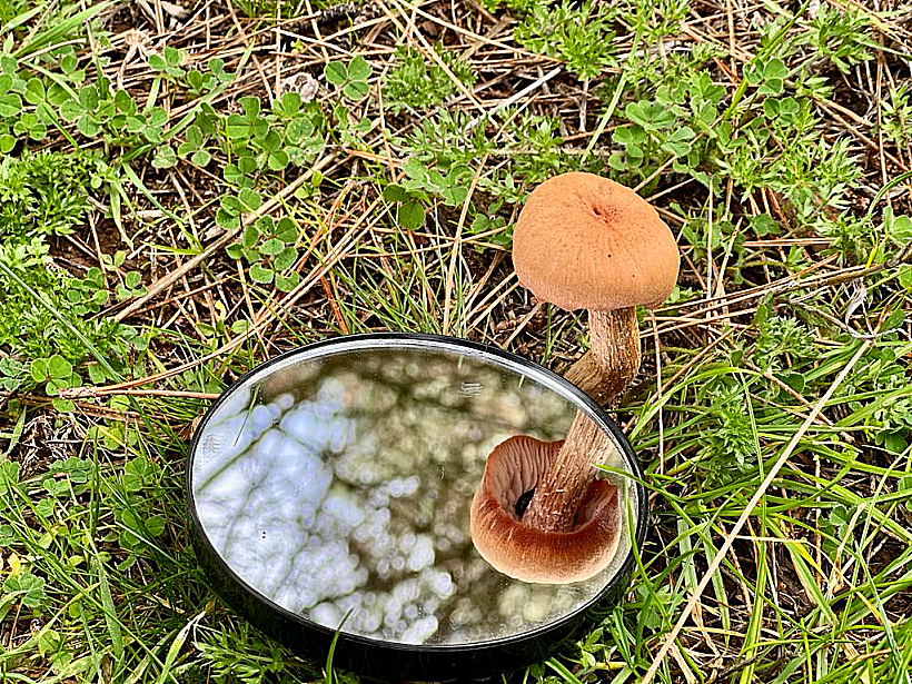 סיור ליקוט פטריות ברמת הגולן