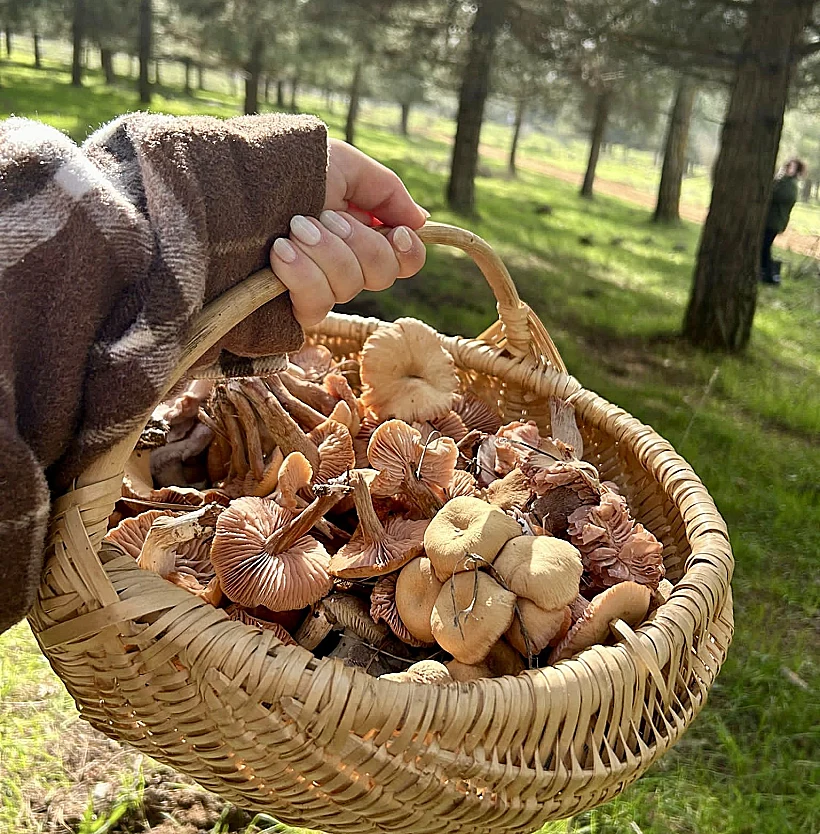 ליקוט פטריות