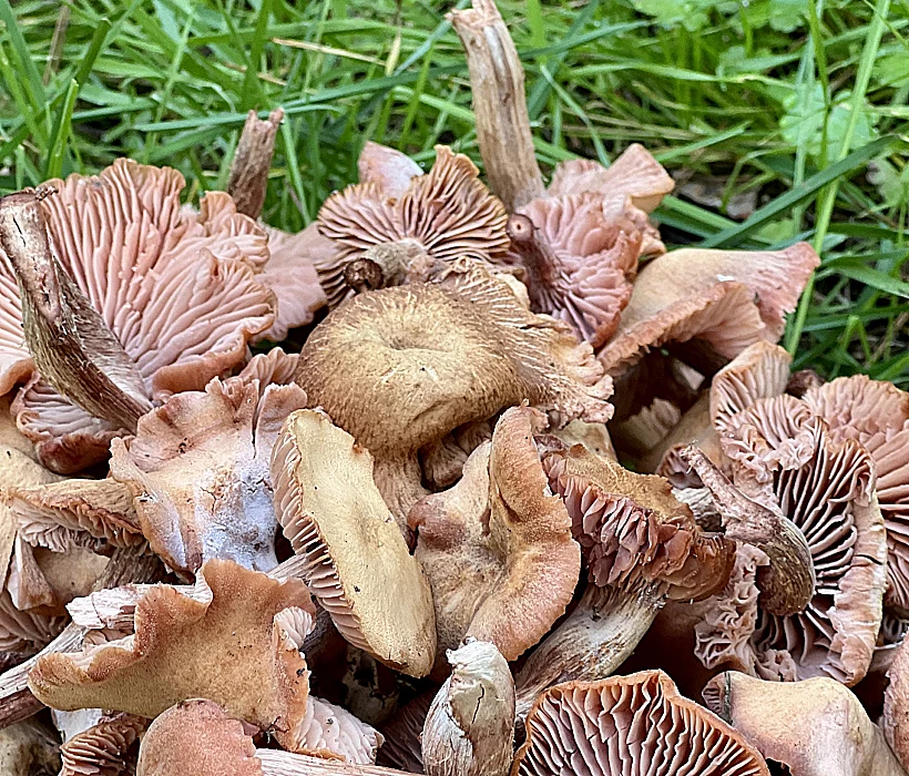 ליקוט פטריות