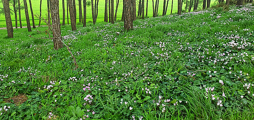 גבעת הרקפות בגלעד רמות מנשה