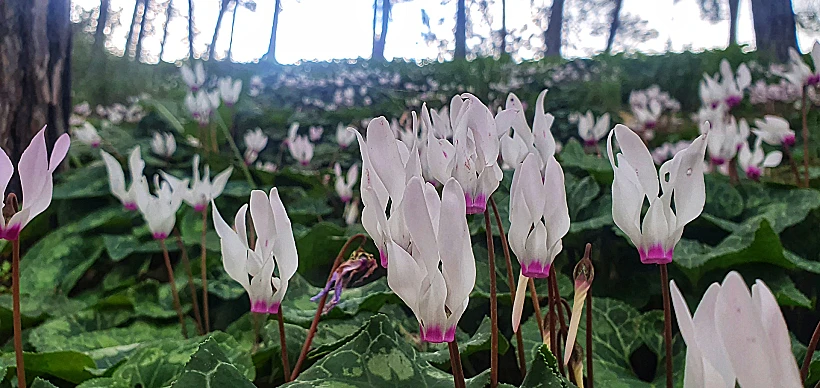 גבעת הרקפות בגלעד רמות מנשה