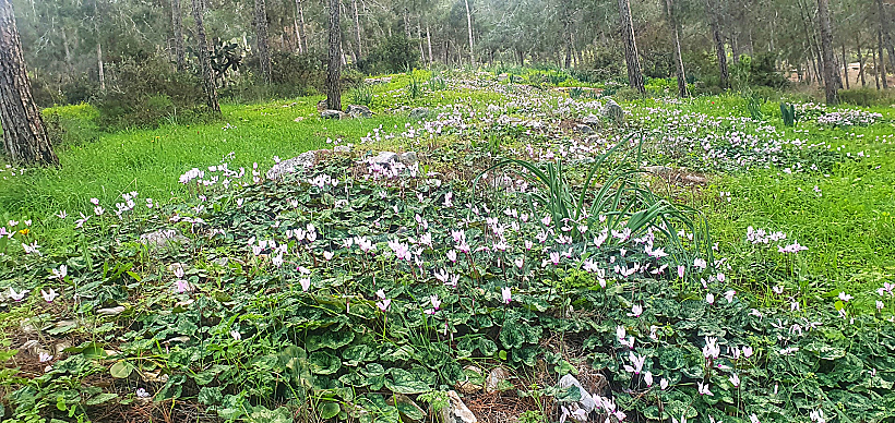 רקפות ביער לביא