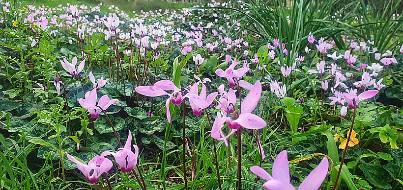 רקפות ביער לביא