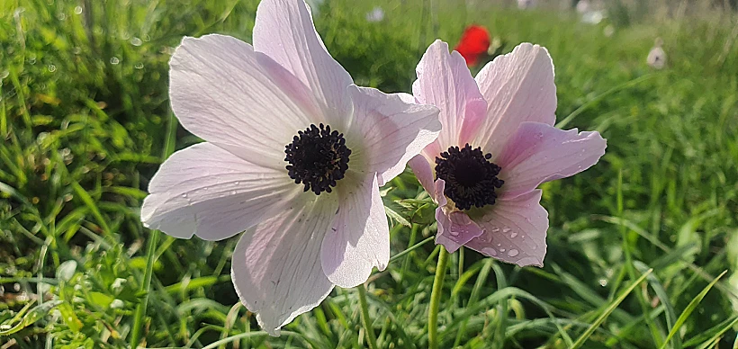 כלניות במנחת מגידו
