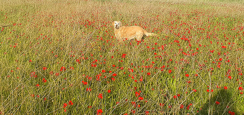 כלניות אדומות בגבעת אולגה