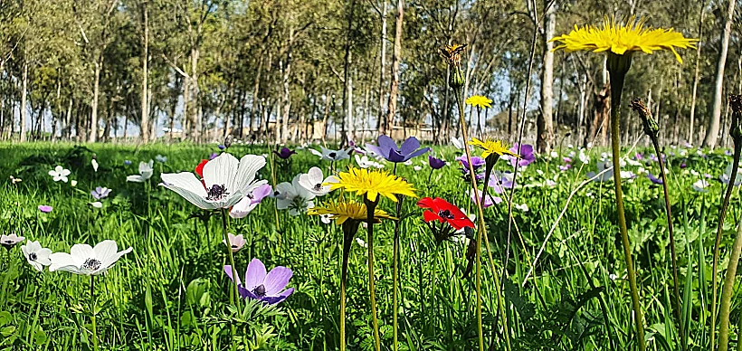 כלניות במנחת מגידו