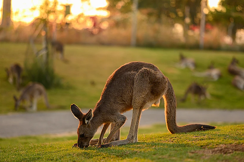 גן גורו חצר הקנגורו