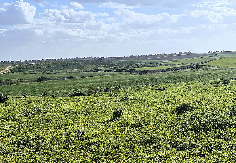 הנוף מגבעת הכלניות - חוות השקמים