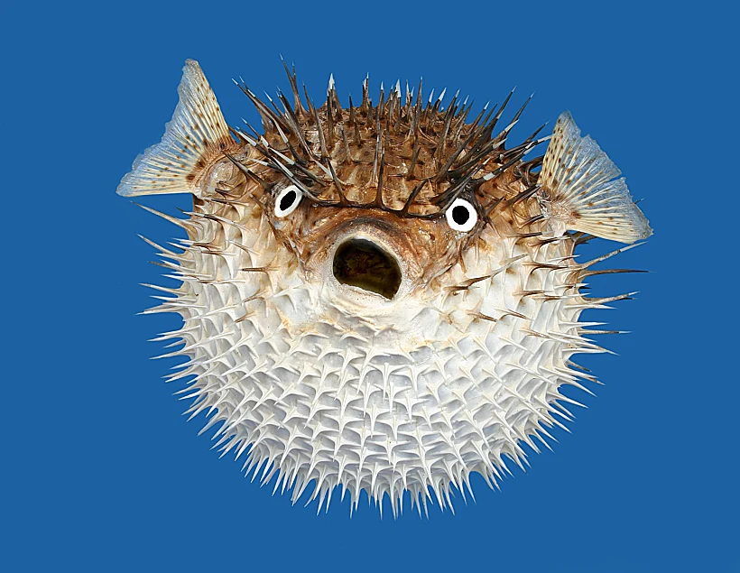 Frontal,view,of,a,porcupine,fish,,isolated,on,a,blue
