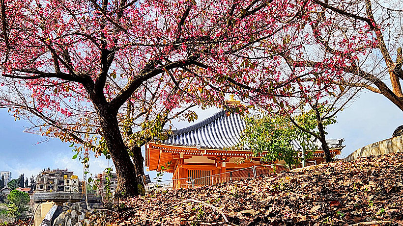 פריחות הדובדבן בגן הבוטני בירושלים