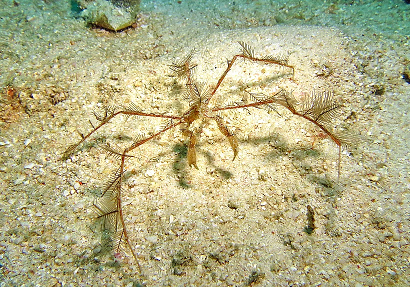 Spider,crabs,are,live,in,all,the,world's,oceans,,in