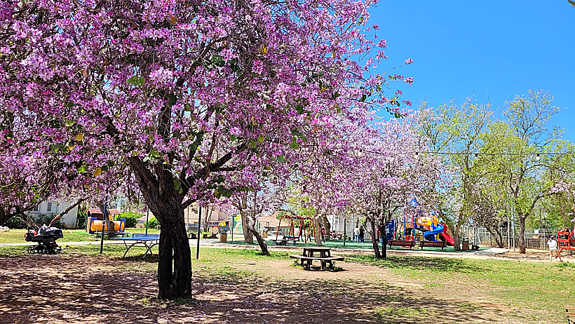 עגלת הקפה גזוזטרא בגינה