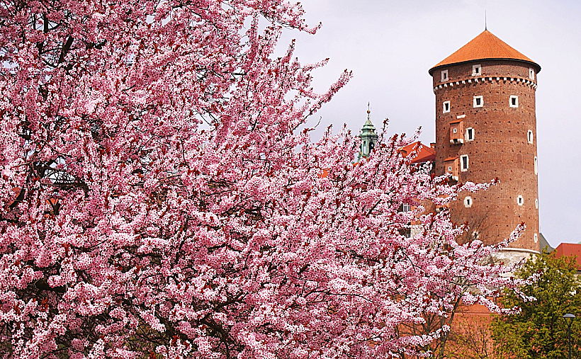 Kamil Wszołek from Pixabay