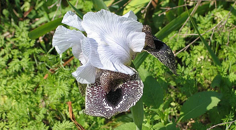 אירוס נצרתי
