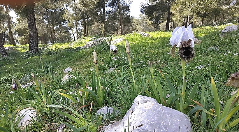 אירוס נצרתי שמורת גבעת המורה