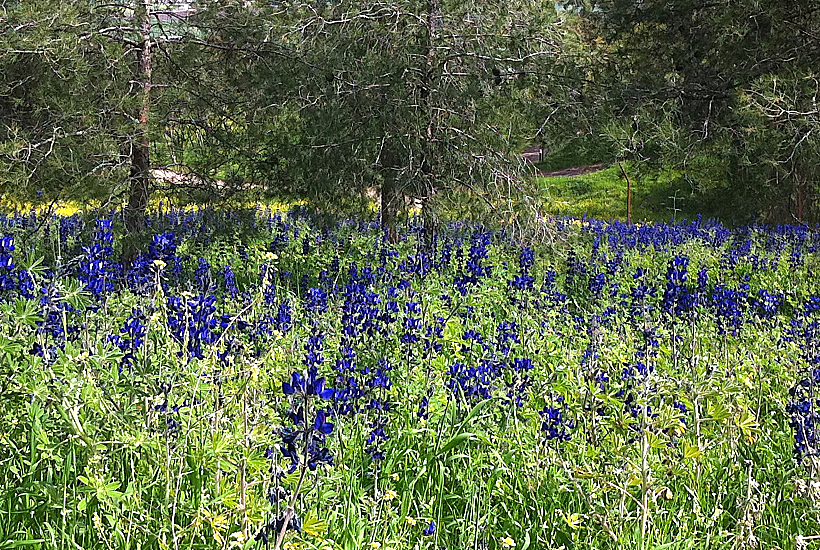 תורמוסים בנעורה