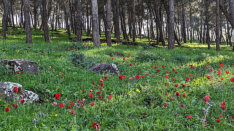 שמורת גבעת המורה