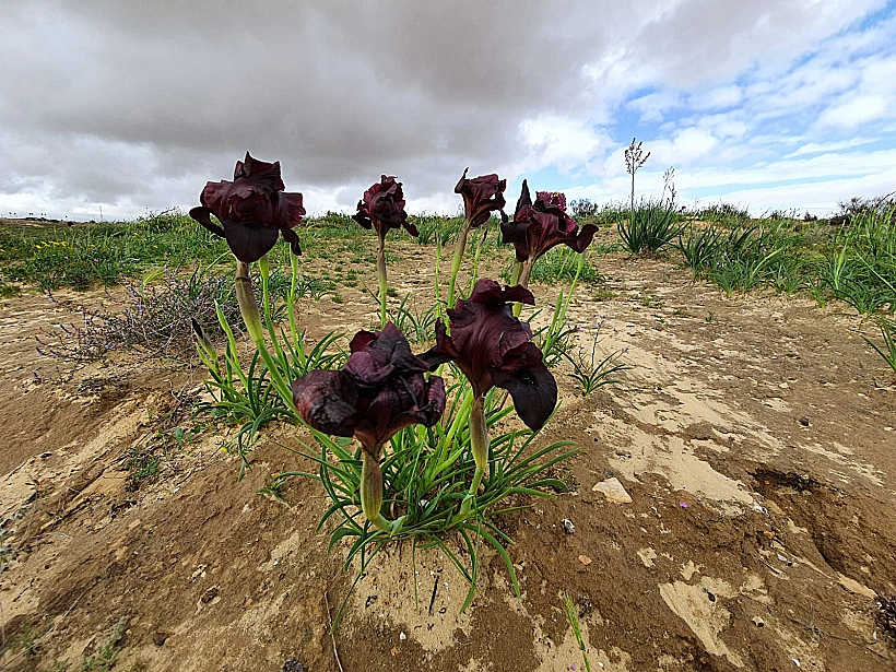 אירוס ירוחם
