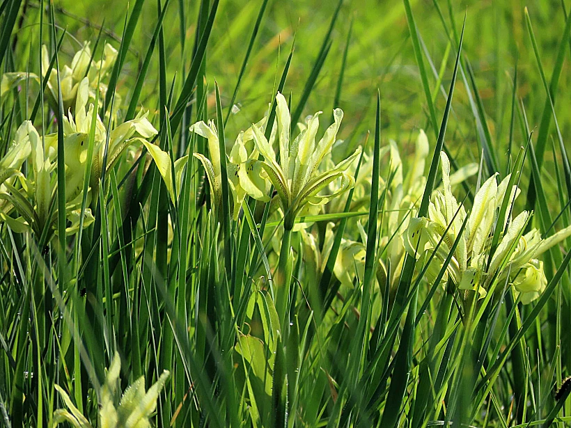 פריחת אירוס הביצות באחו נוב