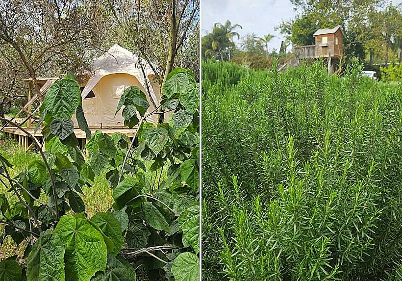 מרחב מרפא - כוחו המרפא של הטבע