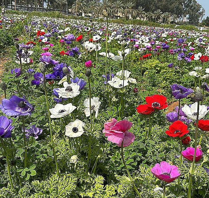 שדה של כלניות