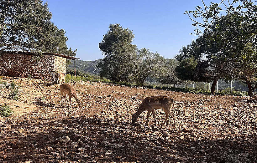 יחמורים בחי-בר בכרמל