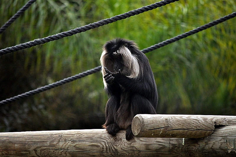 מקוק מזוקן בחי פארק