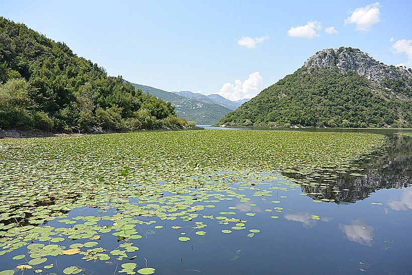 שושני מים באגם סקאדר