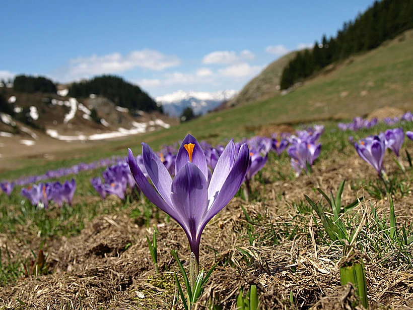 פריחת כרכומים בפארק הלאומי ביוגרדסקה גורה מונטנגרו