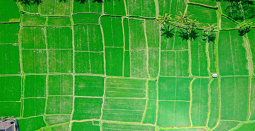 טראסות אורז בבאלי