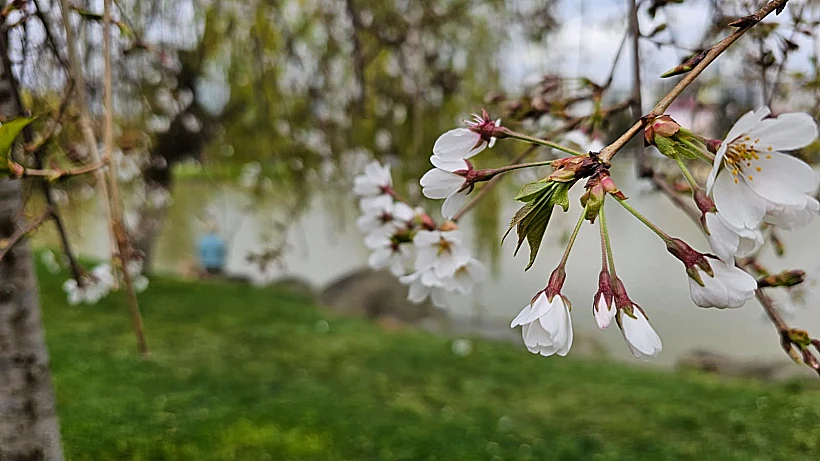 אביב בבטומי - פארק 6 במאי