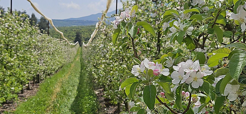 מטעי התפוחים בברעם