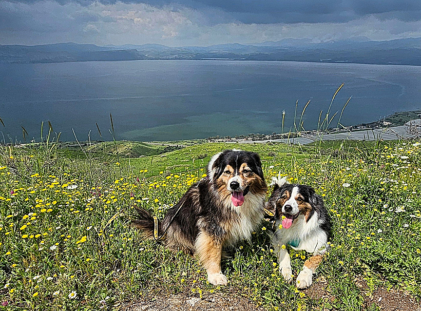 כלבים ברמת הגולן