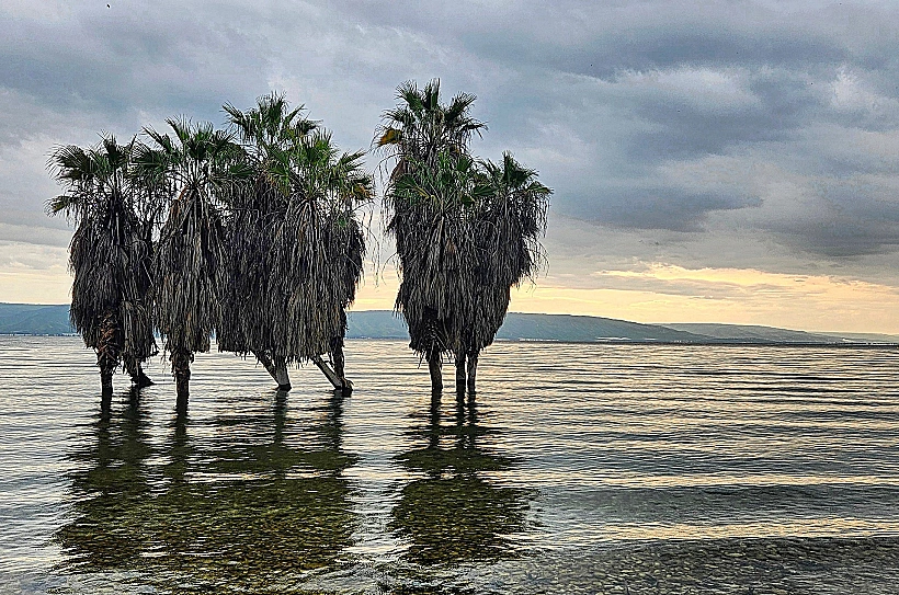 עצים בחוף חוקוק
