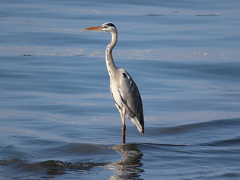 אנפה בבית גבריאל