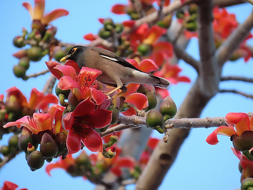 נוי בשער הגולן