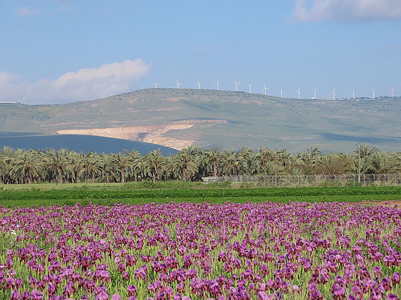 שדות של אירוסים מול טירת צבי