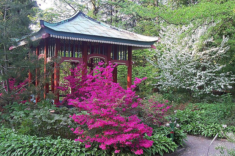 Botanical Garden גן יפני בגנים הבוטניים של ברלין