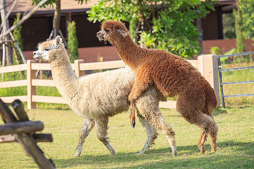 Brown,and,light,brown,llama,alpacas,mating,in,ranch,farm