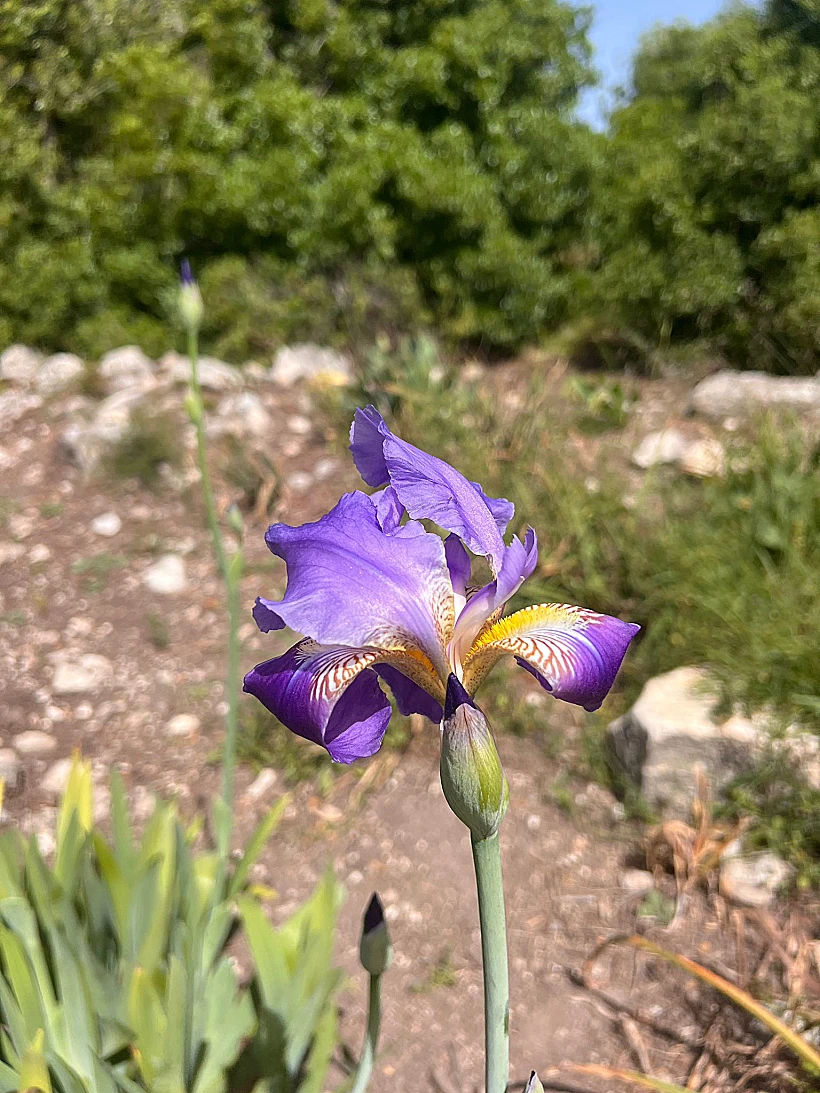 אירוס ארם נהריים בכרמל