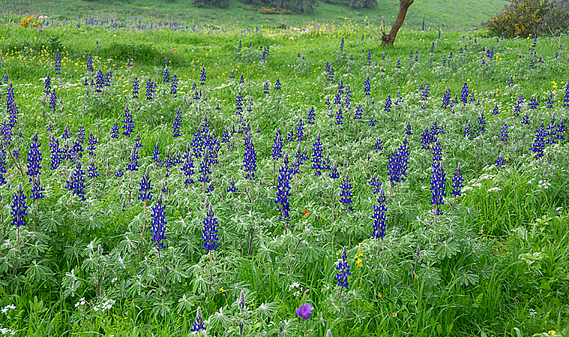 Ramot Nenashe 2024 02 שדות של תורמוסים ברמות מנשה