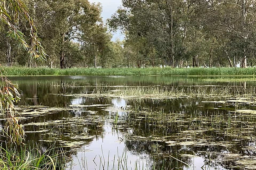 בגוריה ביער נטור