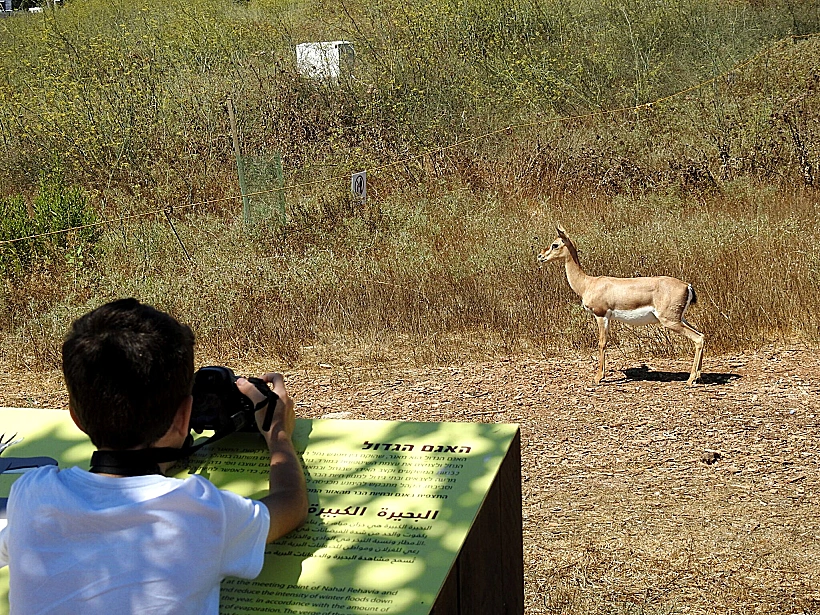 ילד מצלם צבי בעמק הצבאים בירושלים